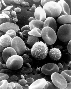 blood-cells_bw
