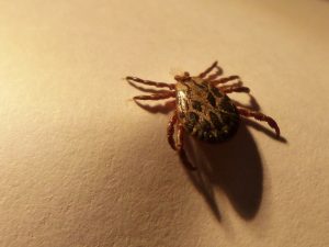 ticks-lyme-disease